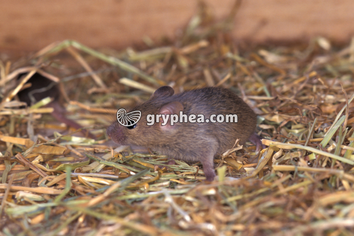 Souris - Souriceau de 21 jours - gryphea.com